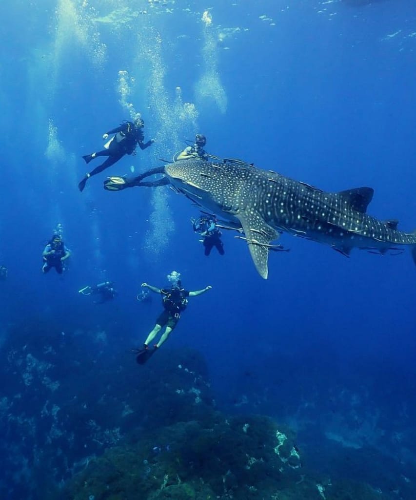 Koh Tao Review, Sai Daeng Resort 7 Scuba divers and snorkeller exploring clear tropical water near Koh Tao